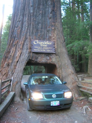 Day One - Drive-through Redwood
